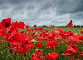 Remembrance Day – Lest we Forget